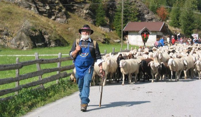 Batranul si oile tiroleze