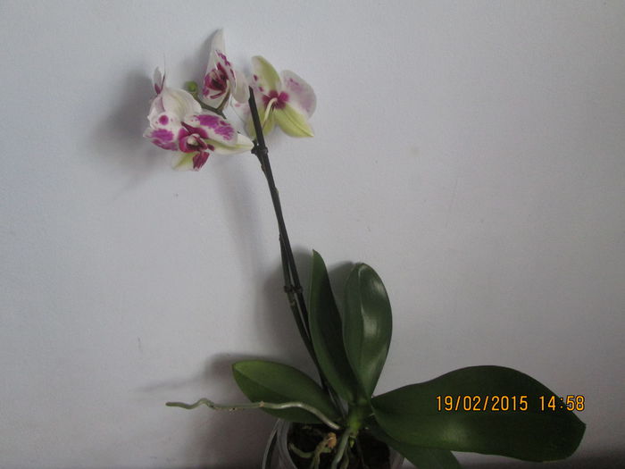 IMG_0573 - Florile mele in februarie 2015