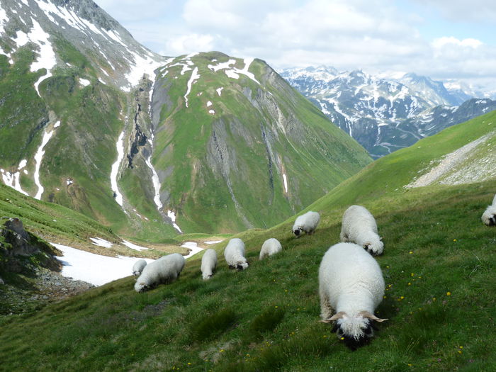 Bot negru si un peisaj superb de munte - Rase de oi si capre-Poze deosebite-7