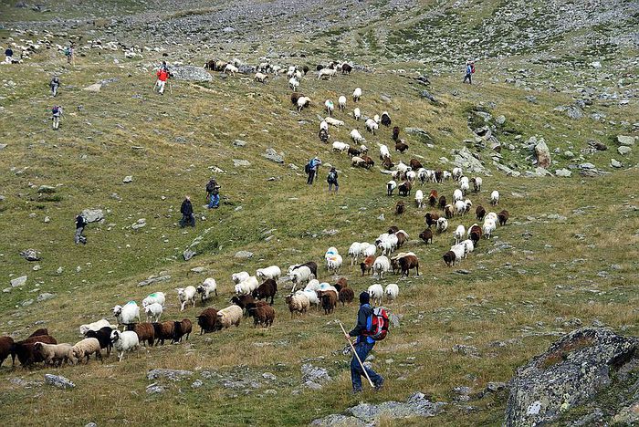 Cu tirolezele prin munti - Rase de oi si capre-Poze deosebite-7