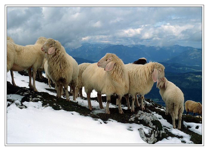 Oi Bergschaf  in varf de munte