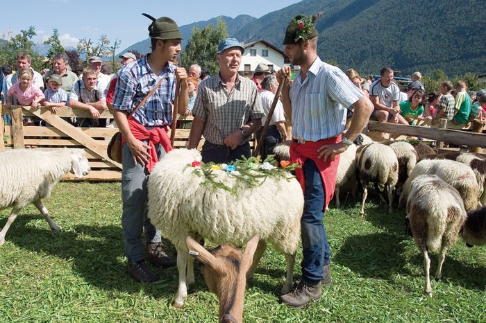 Targ de oi in Tirol