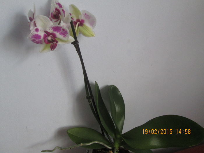 IMG_0576 - Florile mele in februarie 2015