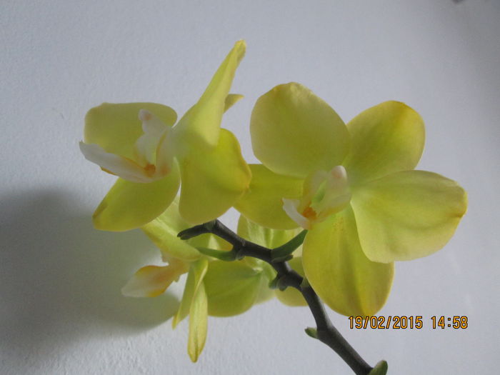 IMG_0579 - Florile mele in februarie 2015