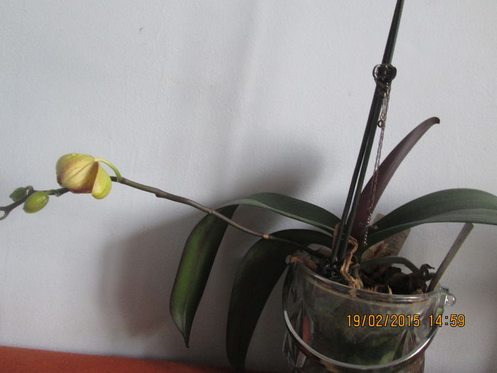 IMG_0581 - Florile mele in februarie 2015