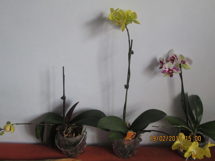 IMG_0585 - Florile mele in februarie 2015