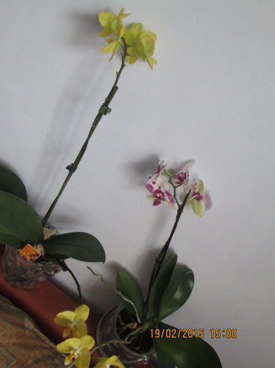IMG_0586 - Florile mele in februarie 2015