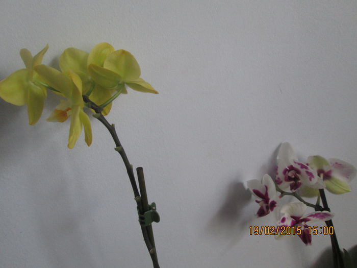 IMG_0587 - Florile mele in februarie 2015