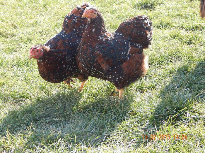 11007525_1020037501357180_2092935209_n