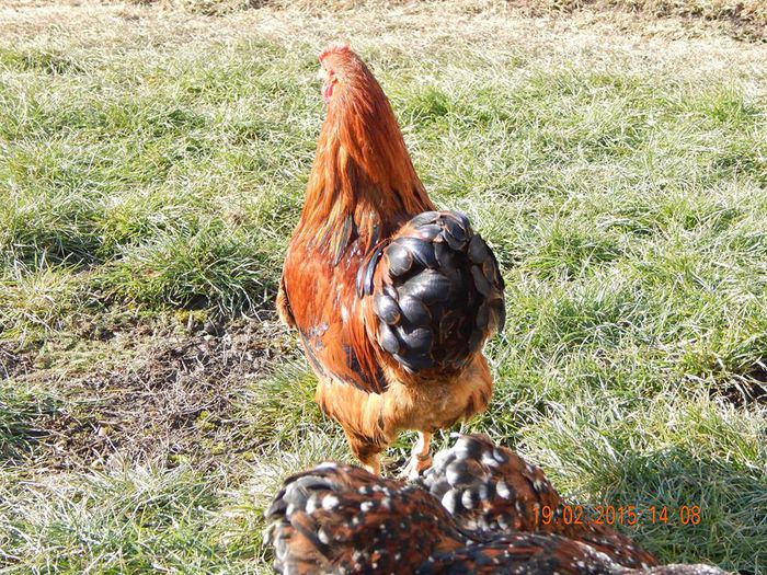 11009027_1020037814690482_1839206615_n