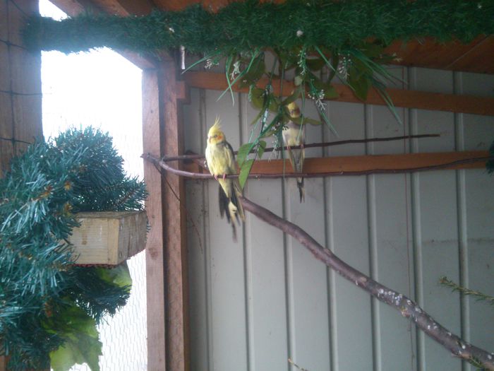 DSC_0098 - pasari in volier