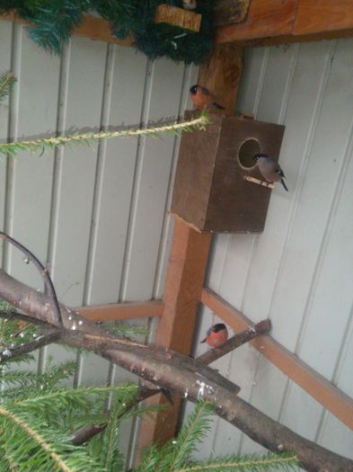 DSC_0099 - pasari in volier