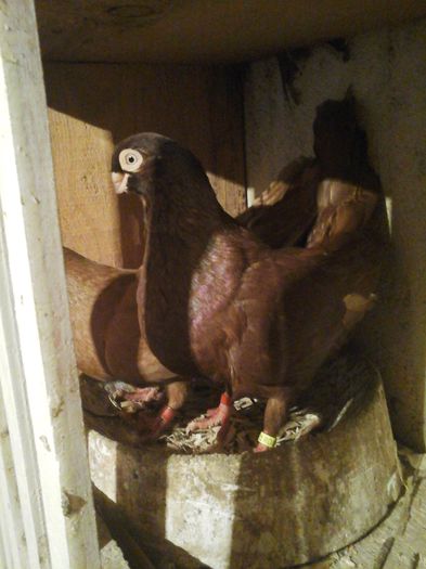 10988789_941237939243653_642311780_o