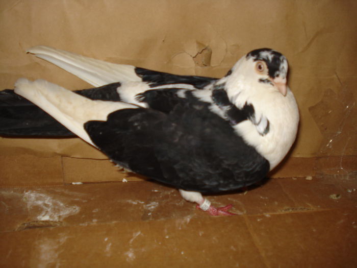 fratele la telecomanda - achiziti noi pt 2015