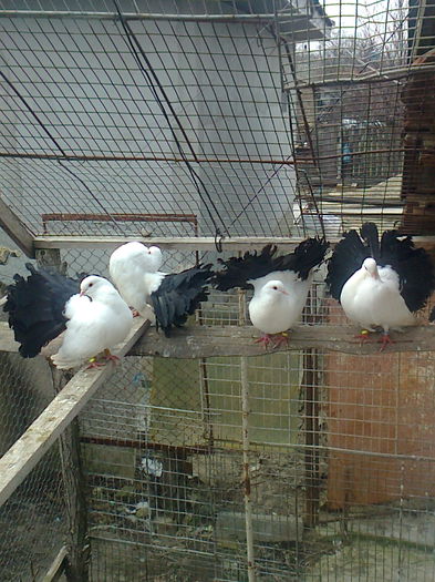 Fotografie0795 - A ___VOLTATI CU COADA NEAGRA