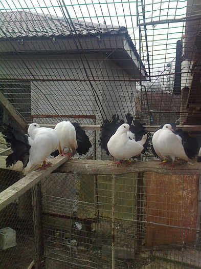 4 Femele - A ___VOLTATI CU COADA NEAGRA