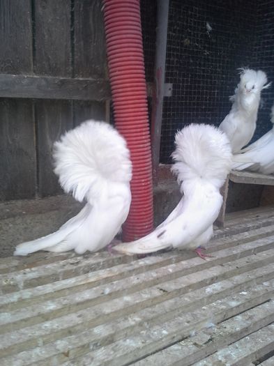 gulerati albi 31 ian 018