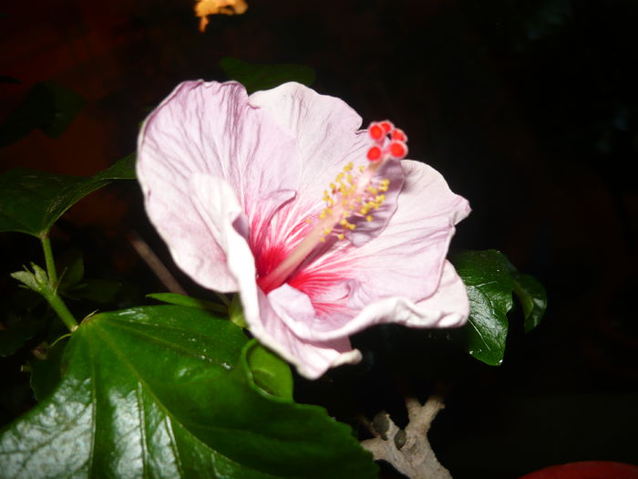 009 - Hibiscusii mei