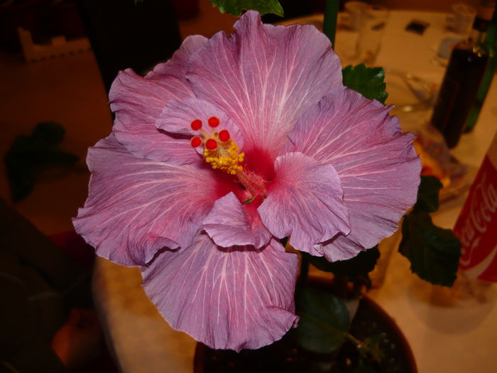 013 - Codruta Purple Bayou