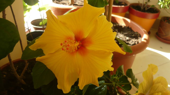014 - Hibiscus 2015