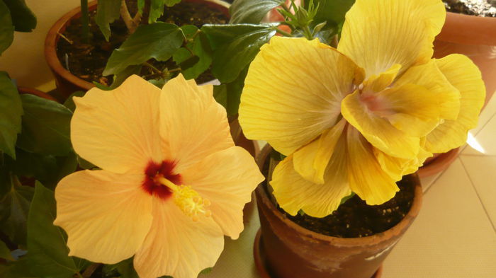 016 - Hibiscus 2015