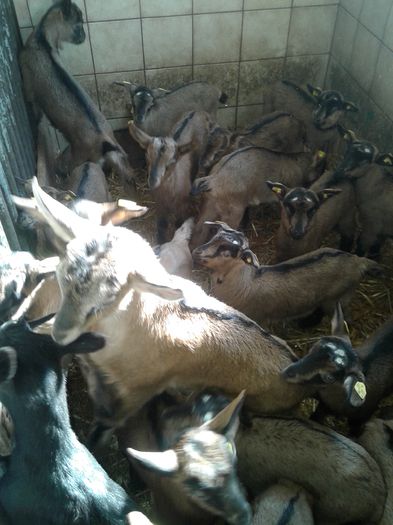 20150217_105620 - Austria ferme de capre