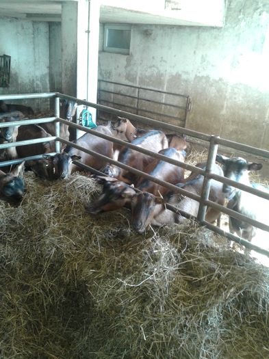 20150217_105635 - Austria ferme de capre