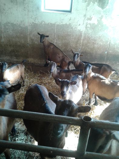 20150217_105654 - Austria ferme de capre