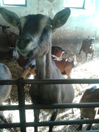 20150217_105700 - Austria ferme de capre