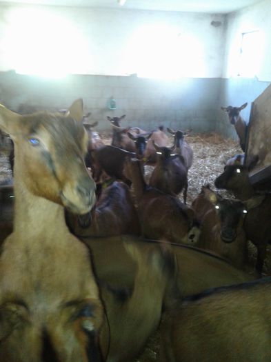 20150217_110613 - Austria ferme de capre
