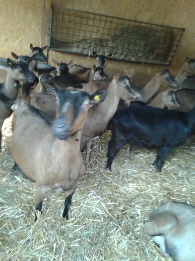 20150217_110647 - Austria ferme de capre