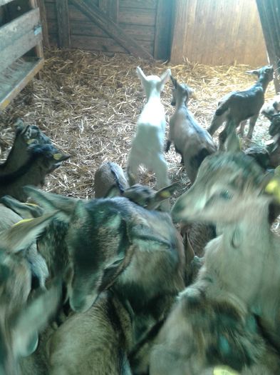 20150217_110735 - Austria ferme de capre