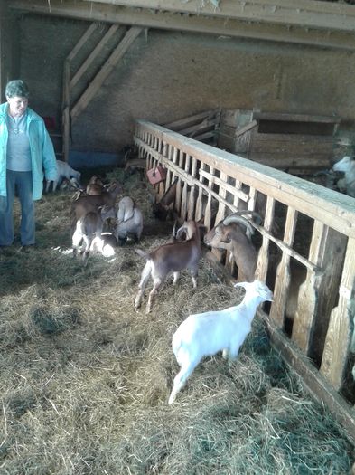 20150217_130110 - Austria ferme de capre