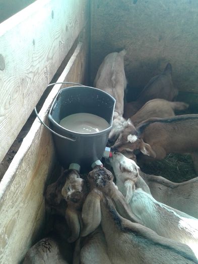 20150217_130121 - Austria ferme de capre