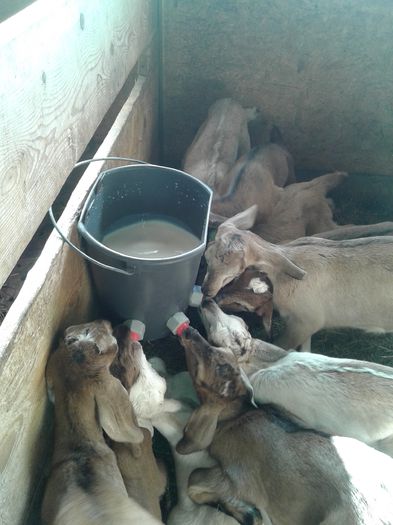 20150217_130125 - Austria ferme de capre