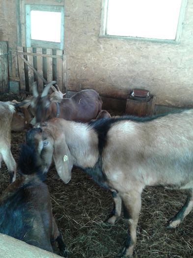 20150217_130334 - Austria ferme de capre