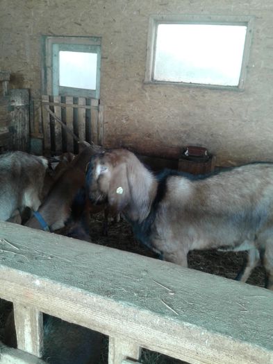 20150217_130340 - Austria ferme de capre