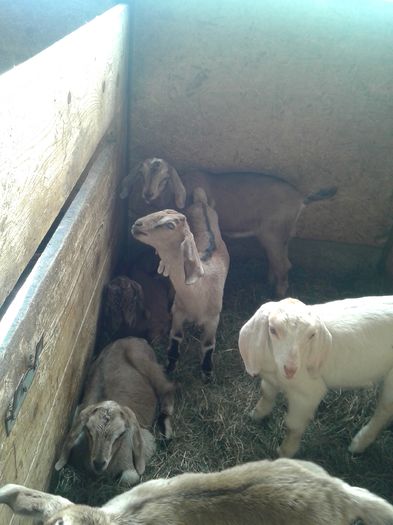 20150217_130439 - Austria ferme de capre