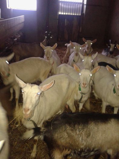 20150218_084238 - Austria ferme de capre
