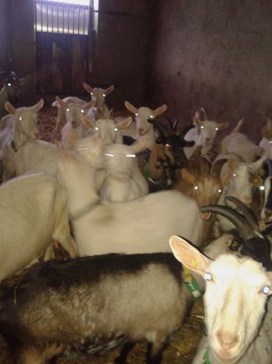 20150218_084243 - Austria ferme de capre