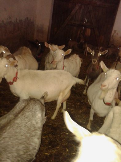 20150218_084258 - Austria ferme de capre