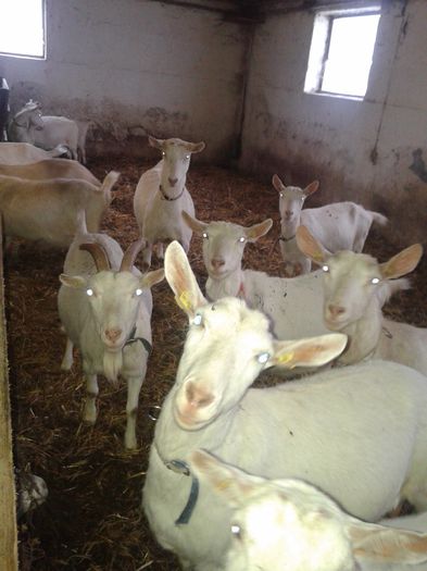 20150218_084328 - Austria ferme de capre