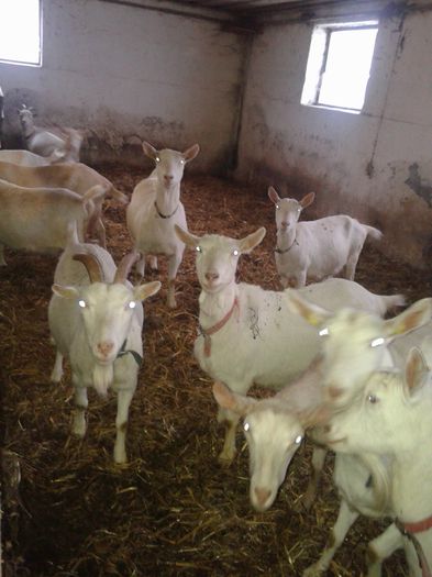20150218_084332 - Austria ferme de capre