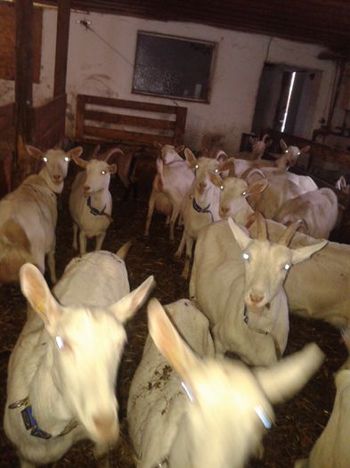 20150218_084342 - Austria ferme de capre