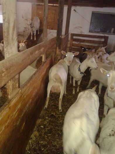 20150218_084346 - Austria ferme de capre