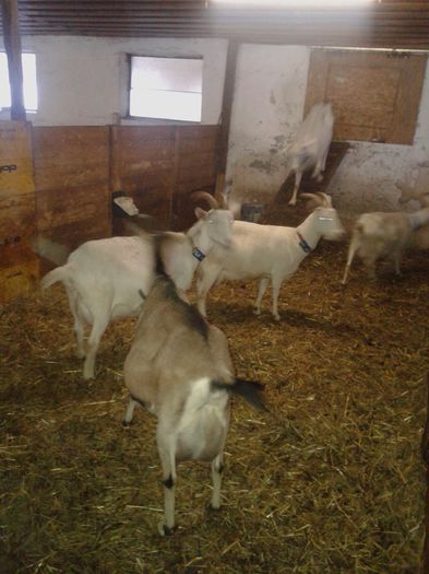 20150218_084352 - Austria ferme de capre