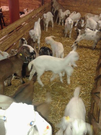 20150218_115148 - Austria ferme de capre