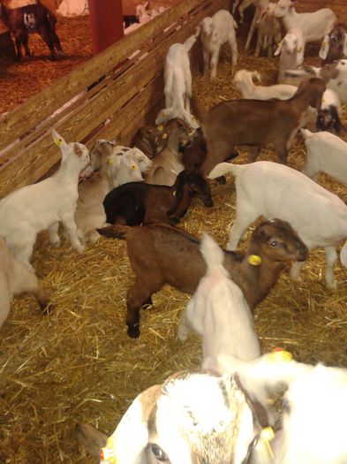 20150218_115153 - Austria ferme de capre