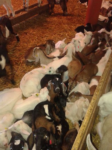 20150218_115204 - Austria ferme de capre