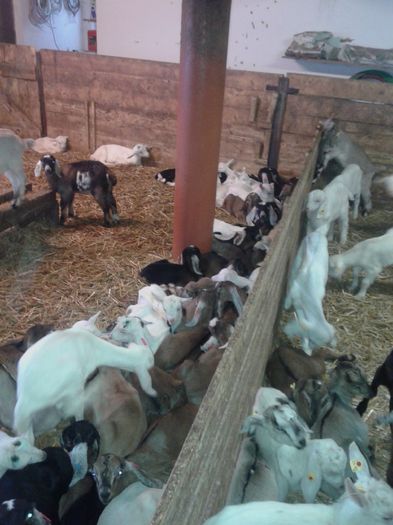20150218_115213 - Austria ferme de capre